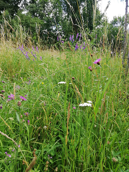 Feuerwache Blumen