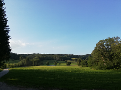 Wiese